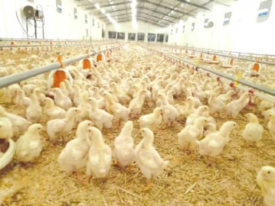 رقمنـة شعبـة الدواجـن خطـوة حاسمــة لضبـط السّوق