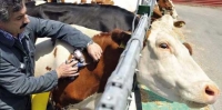 تلقيح  18 ألف رأس من الأبقار ضد الحمى القلاعية بسيدي بلعباس
