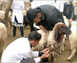 تلقيح أزيد من 3500 رأس من الماشية ضد  الحمى المالطية بمستغانم