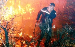 بدوي : توقيف عدة أشخاص تسببوا في اندلاع حرائق الغابات التي تعرفها بعض الولايات