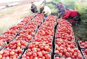 منتجو البطاطا والطماطم مُهدّدون بالإفلاس