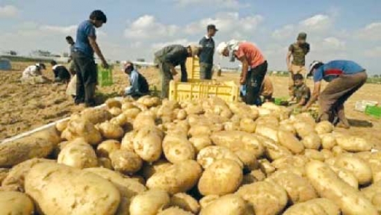 الوادي تنتج 12 مليون قنطار من البطاطا سنويا