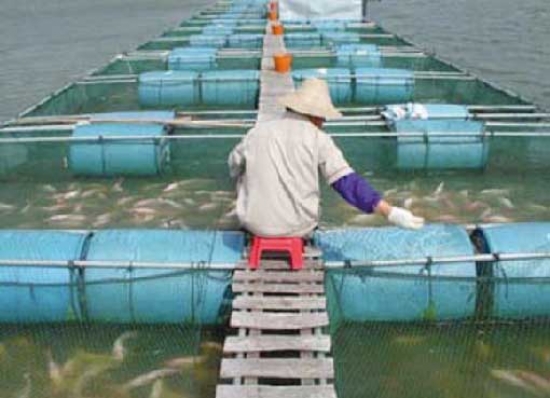 استزراع 10 آلاف يرقة من سمك البلطي الأحمر بأحواض السقي الفلاحي