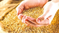 توقعات بإنتاج 100 ألف قنطار من الحبوب بورقلة