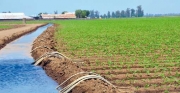 أمطار الربيع تضمن الإنتاج وتقضي على الأمراض النباتية