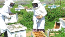 الظروف المناخية تكبد مربي النحل الخسائر