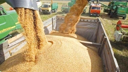 أسعار القمح تقفز إلى مستوى قياسي في 6 أسابيع