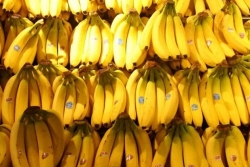 وزارة التجارة تحدد شروط الاستفادة من رخصة استيراد الموز لـ2017