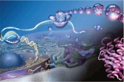 تقصي آلية طي الحمض النووي الريبي