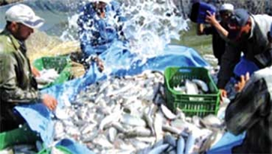 ارتفاع إنتاج الصيد القاري إلى 82 طنا