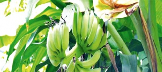 أولى كميات الموز المنتج محليا في الأسوق