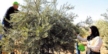 منطقـة جرجـــرة.. وفرةٌ تعيد الحياة لتقاليد التويزة