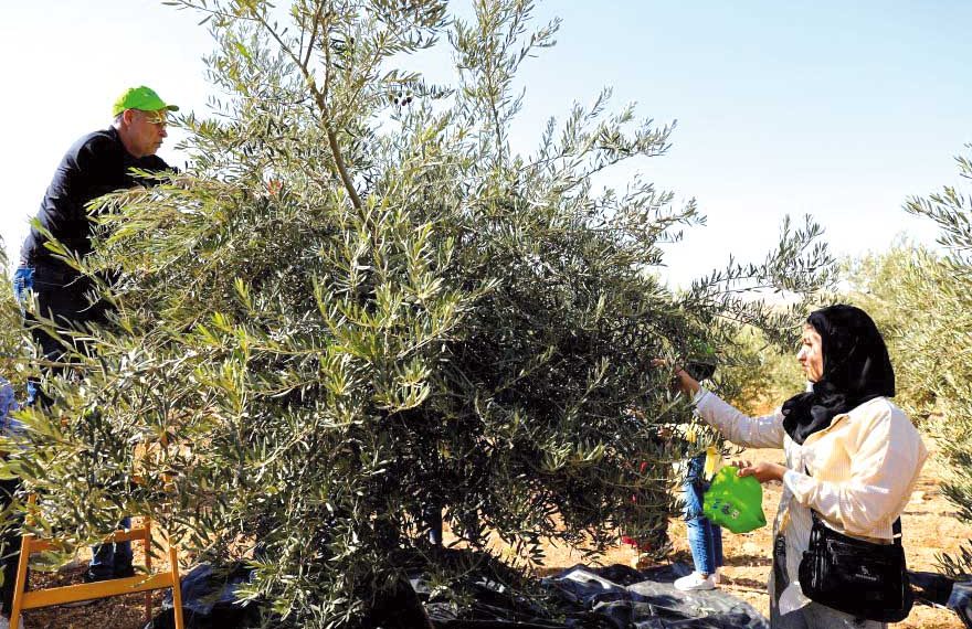 منطقـة جرجـــرة.. وفرةٌ تعيد الحياة لتقاليد التويزة