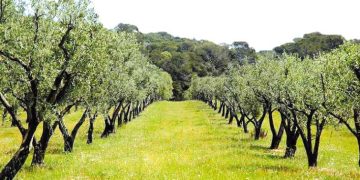 غراسة الزيتون.. نجاح اقتصادي وآخر بيئي