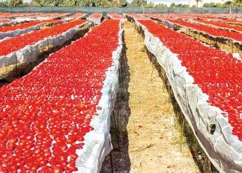 تجفيـف الطماطم طبيعيـا.. نشاط منزلي يتحّول إلى التّصديــر