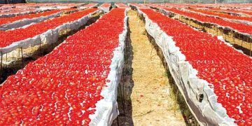 تجفيـف الطماطم طبيعيـا.. نشاط منزلي يتحّول إلى التّصديــر