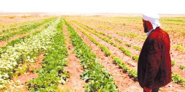 ڤالمـة .. تقـدّم ملمـوس في إنجـاز المشاريــع الفلاحيــة