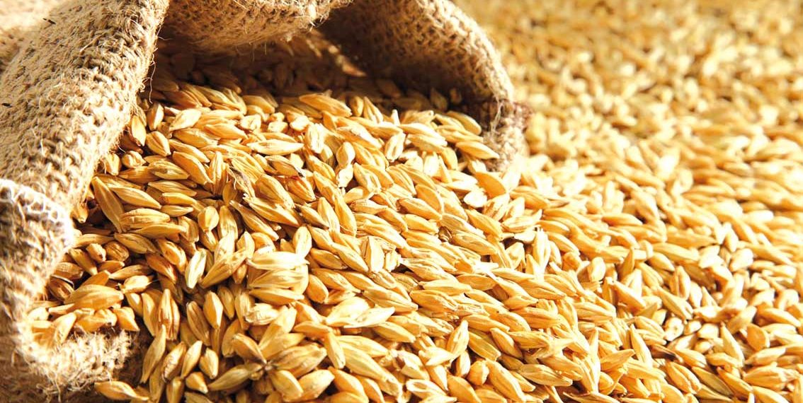 سيــدي بلعبـاس.. تسخـير  162 ألف قنطار من الحبوب للبذر