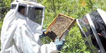 تطويــر سـُلالات النحل المحليـة.. مفتــاح النجــاح
