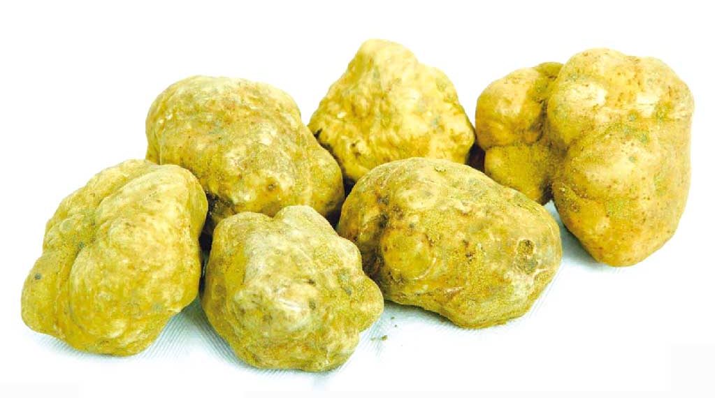 الجنـوب الكبــير.. تجــارب رائــدة فـي زراعـة الكمـأة