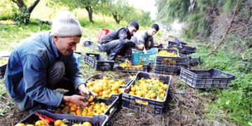 البليدة..توقّعات بإنتاج 4.5 مليون قنطار من الحمضيـات