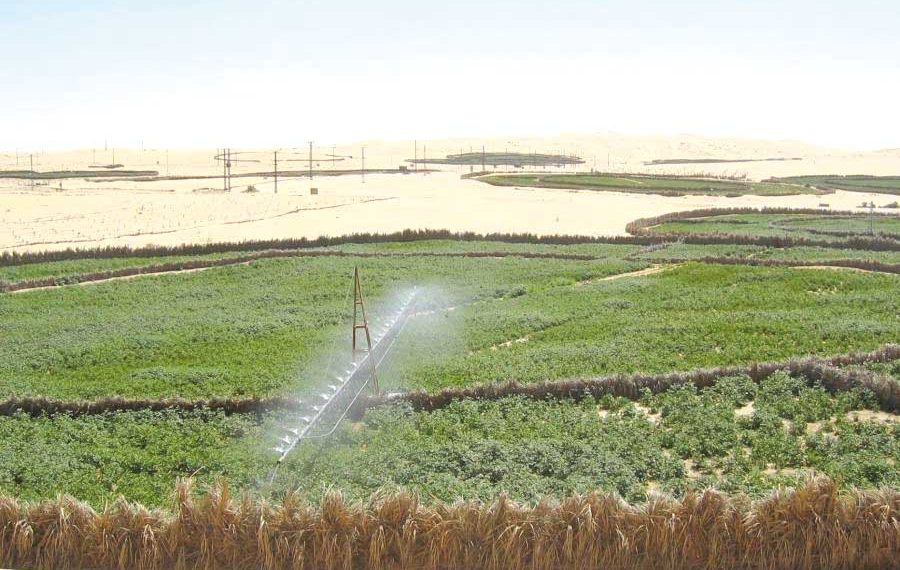 المسيلة..تسويــة نهائيــة لملفـات استصـلاح الأراضي