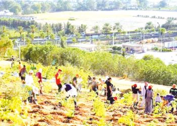 تسهيلات وآليات جديدة للانخراط في الاستثمار الغابي