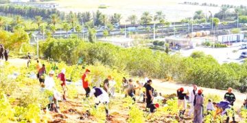 تسهيلات وآليات جديدة للانخراط في الاستثمار الغابي