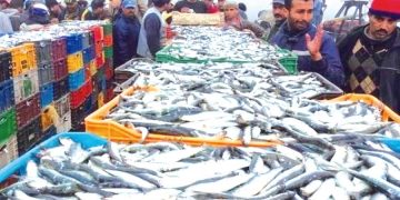 وهران..توفـير أطنان من منتجات الصّيـد البحري يوميـا