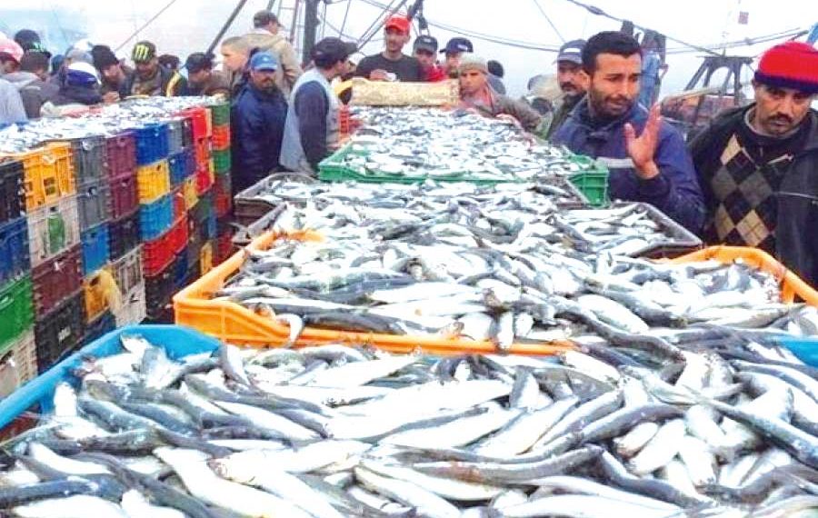 وهران..توفـير أطنان من منتجات الصّيـد البحري يوميـا