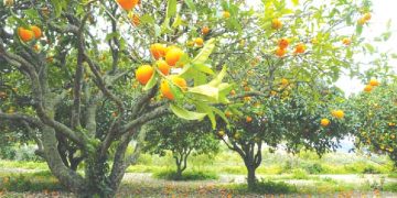 البليدة..توقّعات بإنتاج 4.5 مليون قنطار من الحمضيـات