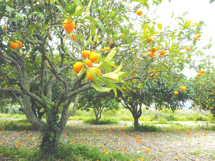 البليدة..توقّعات بإنتاج 4.5 مليون قنطار من الحمضيـات