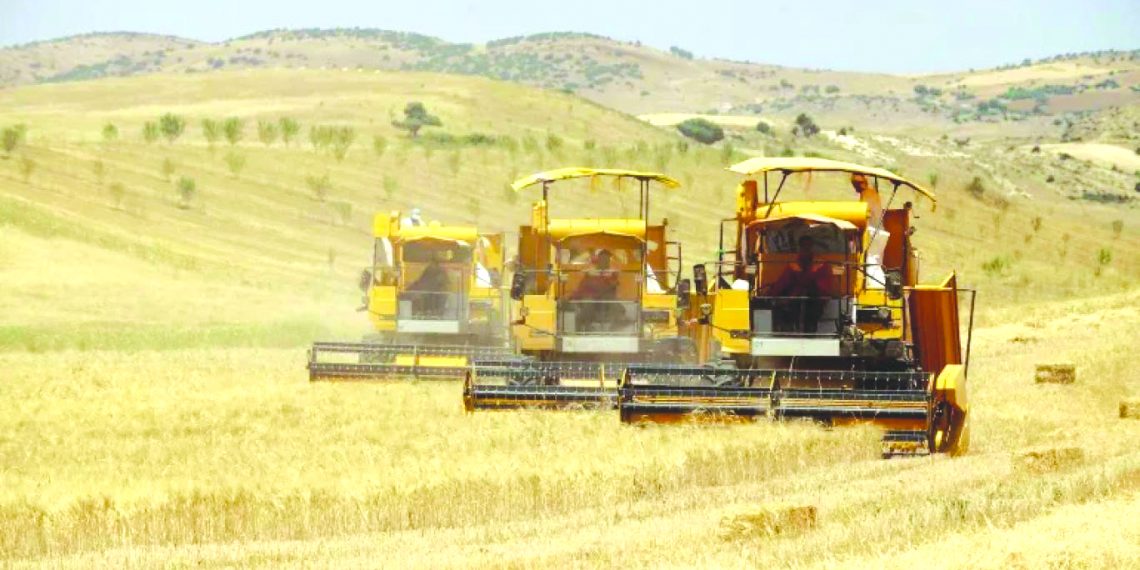 الجنــوب الكبــير.. ركيزة التنميــة الاقتصاديـة الرابحـة