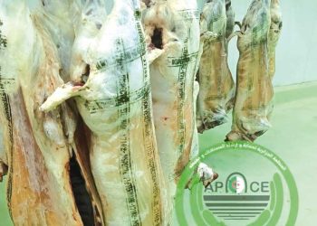 الختــم المزدوج للحـــوم.. ضمان الشّفافية والجودة