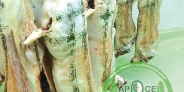 الختــم المزدوج للحـــوم.. ضمان الشّفافية والجودة