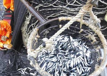 المنتــوج المحلي والمستـورد يعزّزان وفــرة الأسمـاك