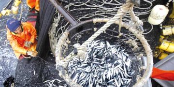 المنتــوج المحلي والمستـورد يعزّزان وفــرة الأسمـاك