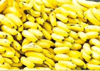 وفـرة تتعـزّز بسـوق الجملة  صالـح بوالشعور بسكيكـدة