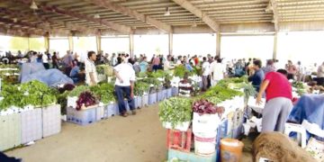 سـوق الجملــة بالكرمــة.. قلــب وهــران النّابـض