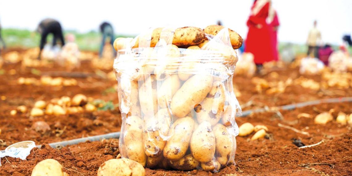 النعامـة..توسيـع الاستثمـار في زراعــة البطاطا