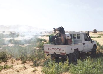 النعامة..تكثيف الإجراءات  لمكافحة الجراد الصّحراوي