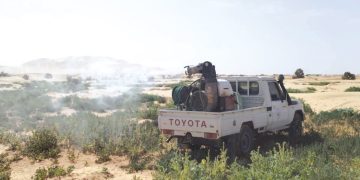 النعامة..تكثيف الإجراءات  لمكافحة الجراد الصّحراوي