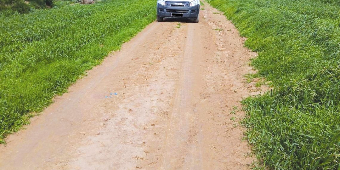 سعيدة..برنامج لتهيئة وصيانة الطّرق الفلاحية