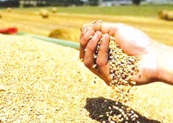 سعيــدة.. موسـم حصـاد واعـد فــي الأفـق