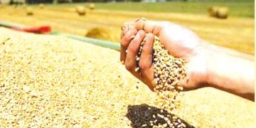 سعيــدة.. موسـم حصـاد واعـد فــي الأفـق