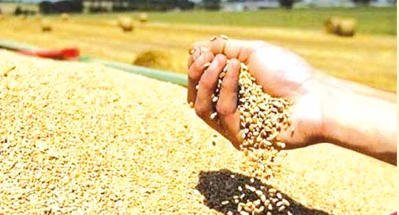 سعيــدة.. موسـم حصـاد واعـد فــي الأفـق