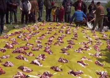 ”ثيمشــرط”.. مـوروث إنساني أعـلى من النسـيان