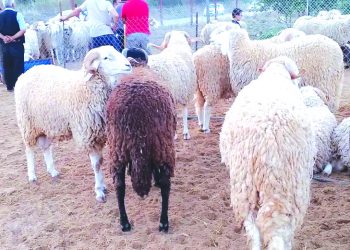 الورشة المقبلــة للحكـــومــة.. استيراد أضاحــي العيـــد