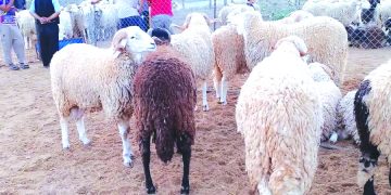 الورشة المقبلــة للحكـــومــة.. استيراد أضاحــي العيـــد