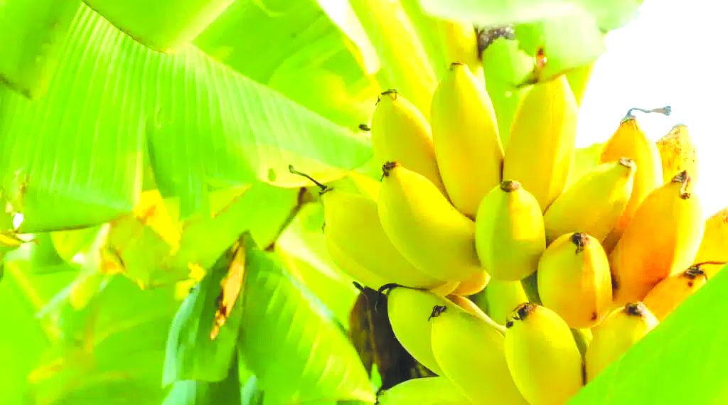 مخطّط عمل يوفّر 4700 هكتار لزراعة الموز